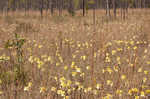 Yellow trumpets